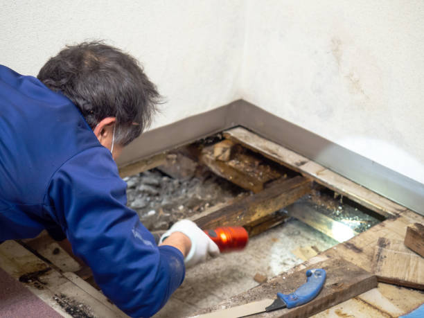 Best Toxic Mold Removal  in Uniondale, NY
