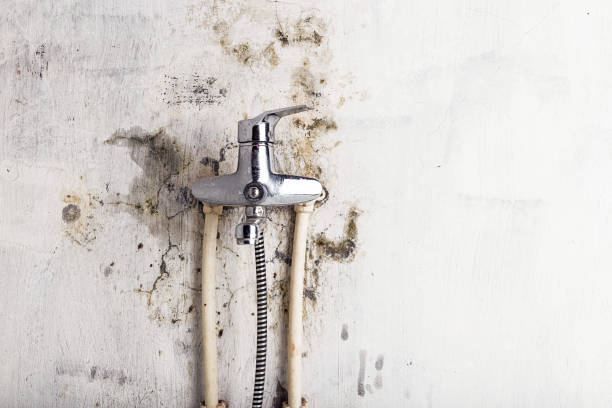 Best Professional Mold Removal  in Uniondale, NY