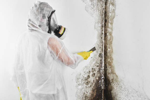 Best Residential Mold Removal  in Uniondale, NY