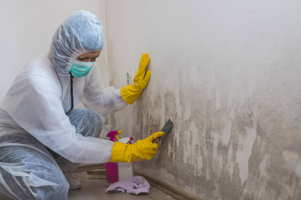 Best Emergency Mold Removal  in Uniondale, NY