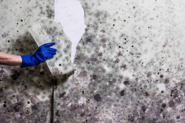 Best Local Mold Removal Service  in Uniondale, NY